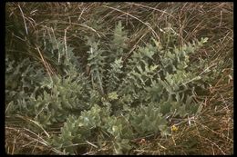 Plancia ëd Cirsium fontinale (Greene) Jepson