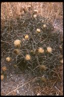 Imagem de Cirsium quercetorum (A. Gray) Jepson