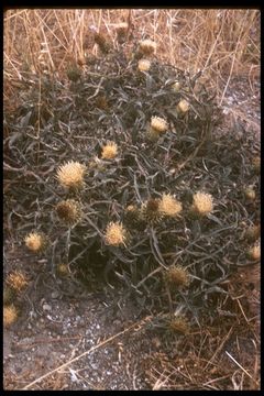 Sivun Cirsium quercetorum (A. Gray) Jepson kuva