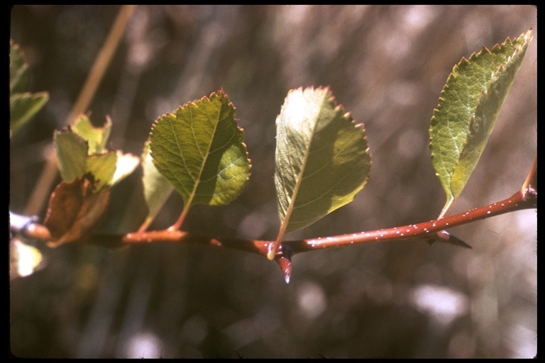 Image of black hawthorn