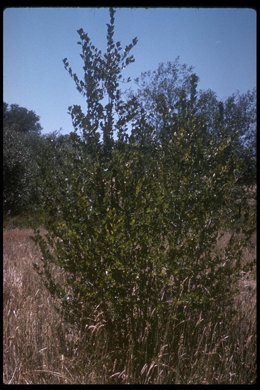 Image of black hawthorn