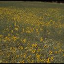 Image of serpentine sunflower