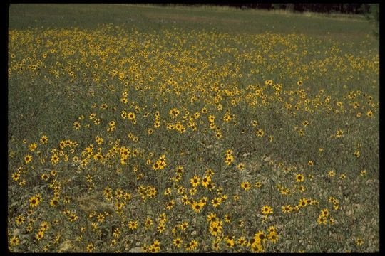 Sivun Helianthus bolanderi Gray kuva