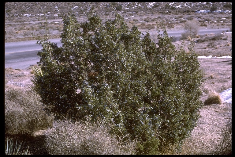 Imagem de Juniperus californica Carrière