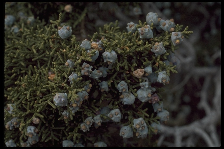 Imagem de Juniperus californica Carrière