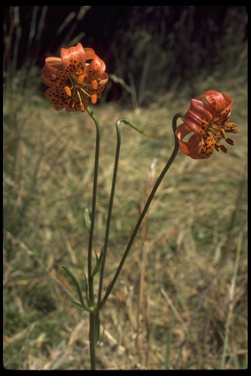 Image de Lilium pardalinum subsp. pitkinense (Beane & Vollmer) M. W. Skinner