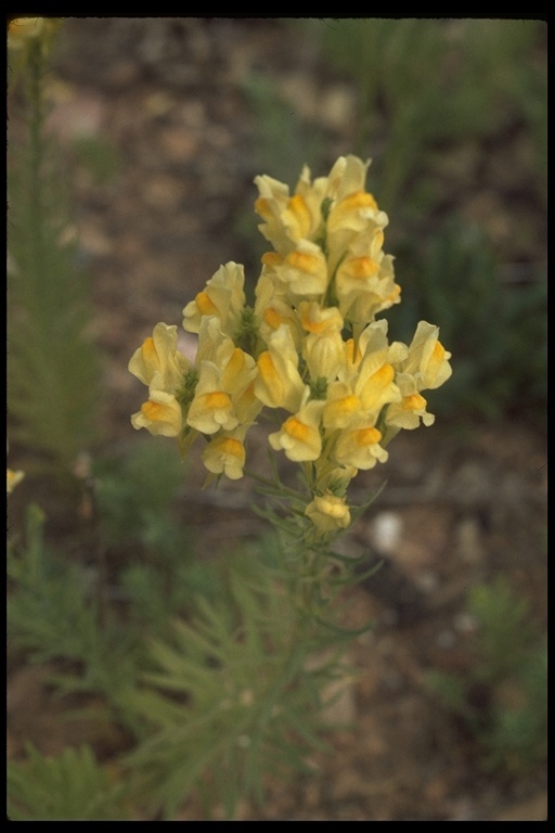 Image of Common Toadflax