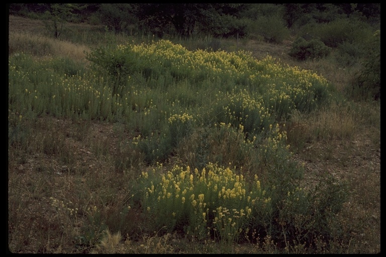 Image of Common Toadflax