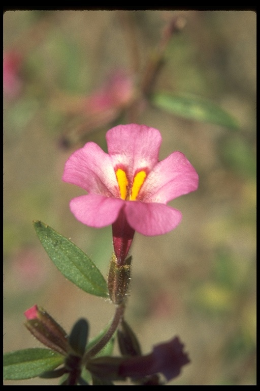 Image of <i>Mimulus torreyi</i>