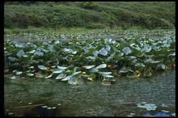 Image de Nuphar polysepalum Engelm.