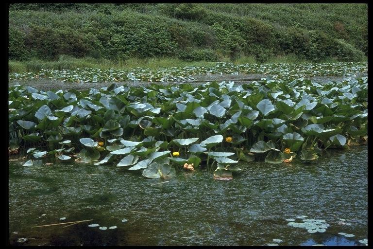 Image of Rocky Mountain pond-lily