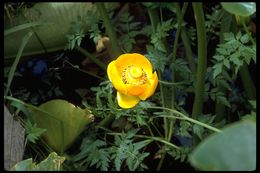 Image of Rocky Mountain pond-lily