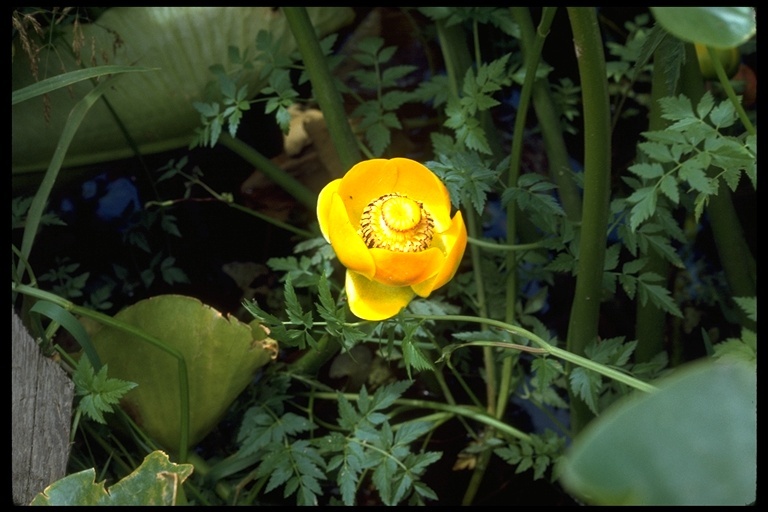 Image de Nuphar polysepalum Engelm.