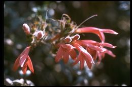 Image of redwood keckiella