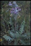 Imagem de Salvia carduacea Benth.