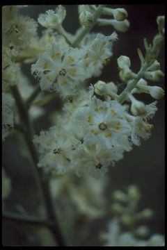 Image of Fringed False Hellebore