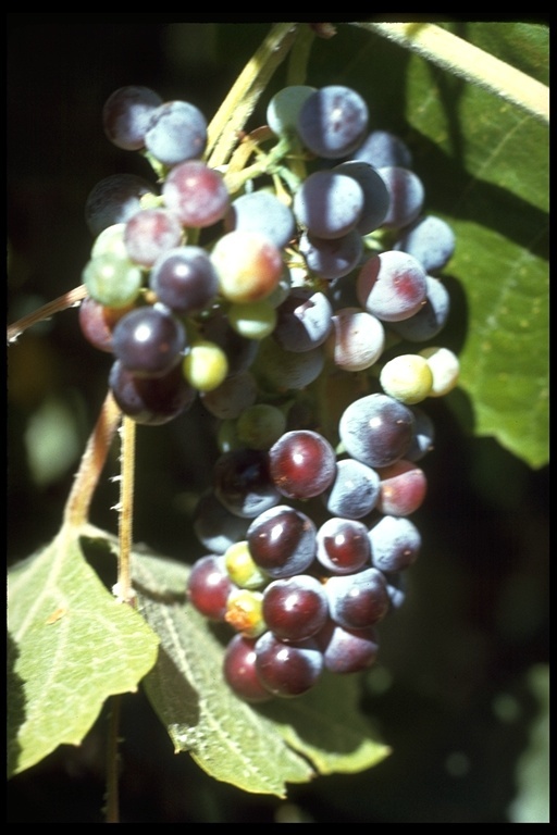 Image of California wild grape