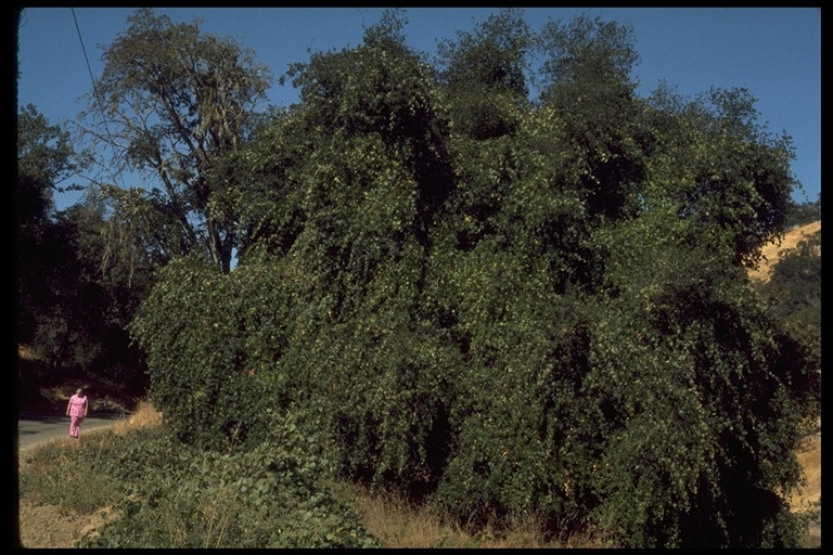 Image of California wild grape