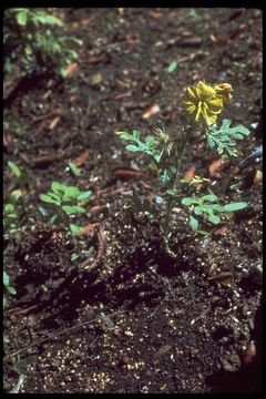 Image of <i>Solanum rostratum</i>