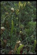 Image of California pitcherplant