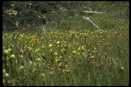 Image of California pitcherplant