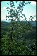 Image of California hoptree
