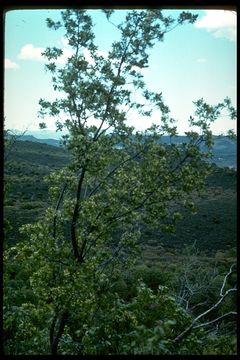 Image de Ptelea crenulata Greene