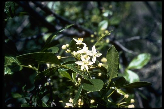 Image de Ptelea crenulata Greene