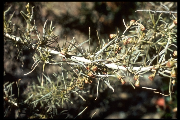 Image of coastal sagebrush