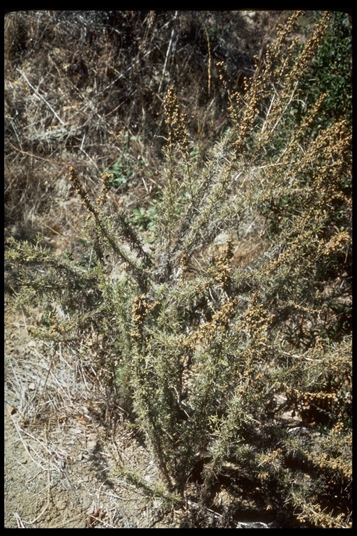 Image of coastal sagebrush