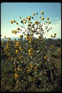 Image of common sunflower