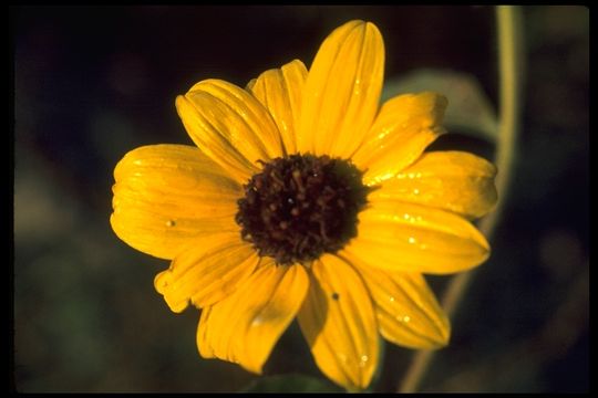 Image of common sunflower