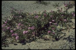 Image of desert sand verbena