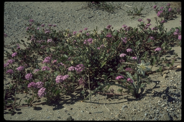 Image of desert sand verbena