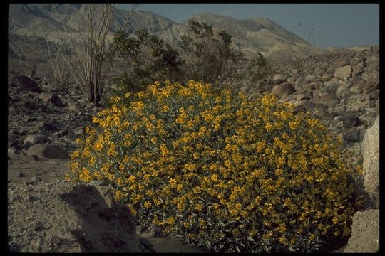 Sivun Encelia farinosa A. Gray ex Torr. kuva