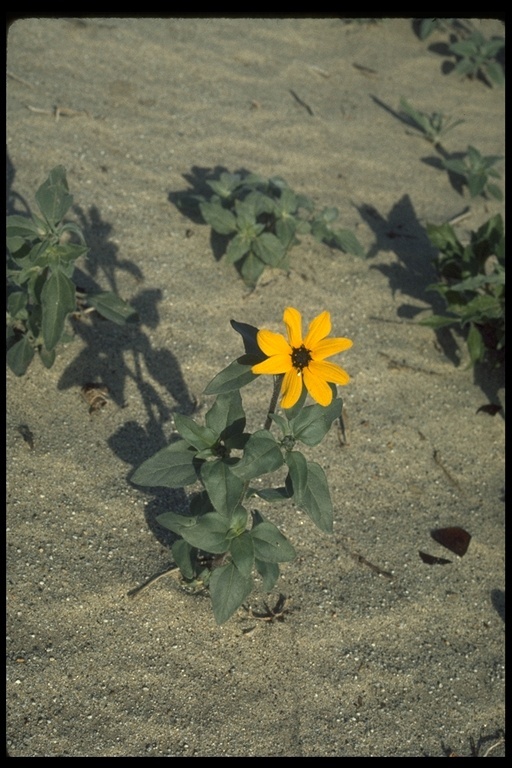 Image of showy sunflower