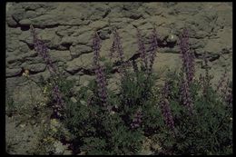 Image of Mojave lupine