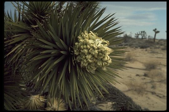 Слика од Yucca brevifolia Engelm.