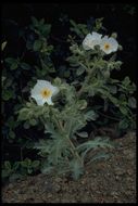 Image of flatbud pricklypoppy