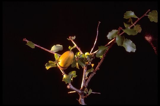 Imagem de Quercus berberidifolia Liebm.