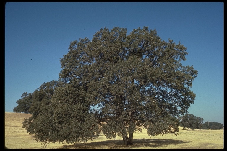 Image of blue oak