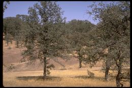 Image of blue oak