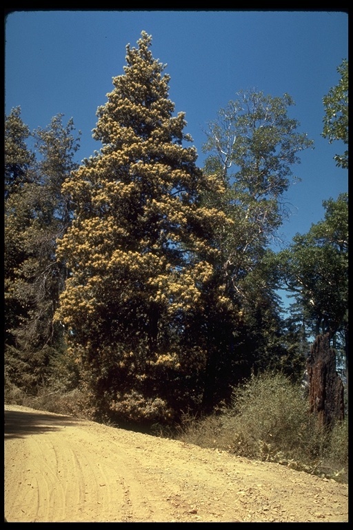 Image of giant chinquapin