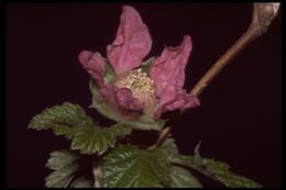 Image de Rubus spectabilis Pursh