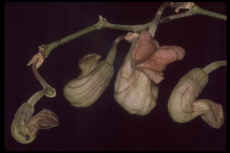 Image of California dutchman's pipe