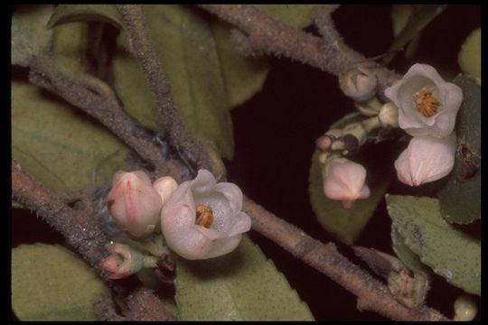 Image of evergreen huckleberry