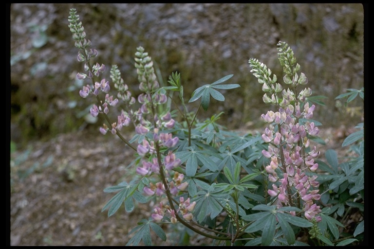 Image of broadleaf lupine