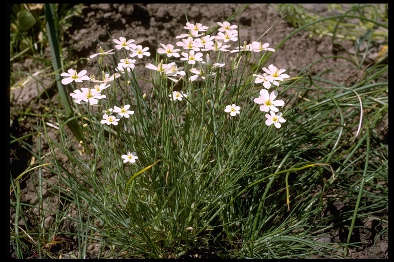 Image of California fairypoppy