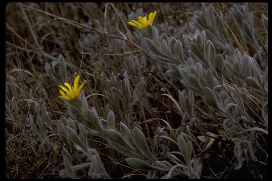 Image of sessileflower false goldenaster