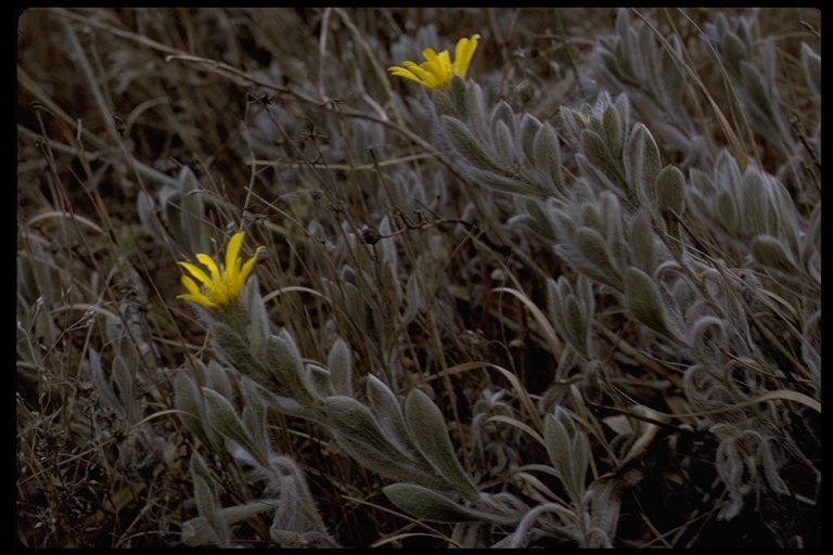 Image de Heterotheca sessiliflora subsp. bolanderi (A. Gray) J. C. Semple